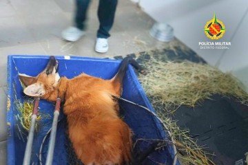 BPMA realiza resgate de lobo-guará atropelado na DF-130, em Planaltina -  (crédito: Divulgação: PMDF)