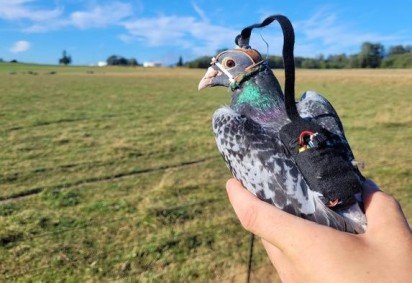 Tecnologia adaptada em pombos-correio revela como as aves movem os olhos para navegar em voo, inspirando a rob&oacute;tica -  (crédito: Anthony Lapsansky) -Tecnologia adaptada em pombos-correio revela como as aves movem os olhos para navegar em voo, inspirando a rob&oacute;tica -  (crédito: Anthony Lapsansky)
