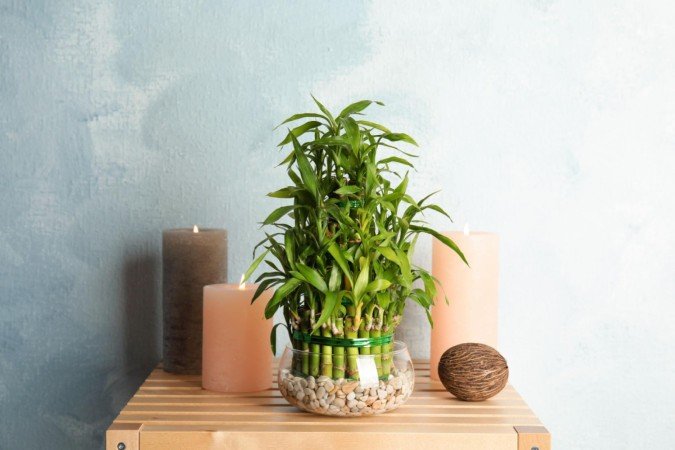 O bambu-da-sorte é frequentemente utilizado para atrair boas energias e criar uma atmosfera mais leve (Imagem: New Africa | Shutterstock) - (crédito: EdiCase) O bambu-da-sorte é frequentemente utilizado para atrair boas energias e criar uma atmosfera mais leve (Imagem: New Africa | Shutterstock) - (crédito: EdiCase)