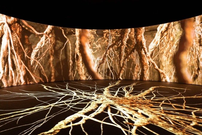 Experiência imersiva acompanha o desenvolvimento de uma sumaúma desde a germinação da semente até seu crescimento