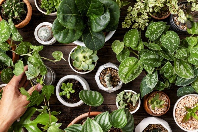 Plantas em casa - (crédito: Magnific) Plantas em casa - (crédito: Magnific)