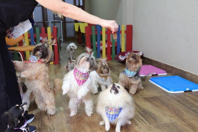  Colonia de ferias para c&atilde;es. 