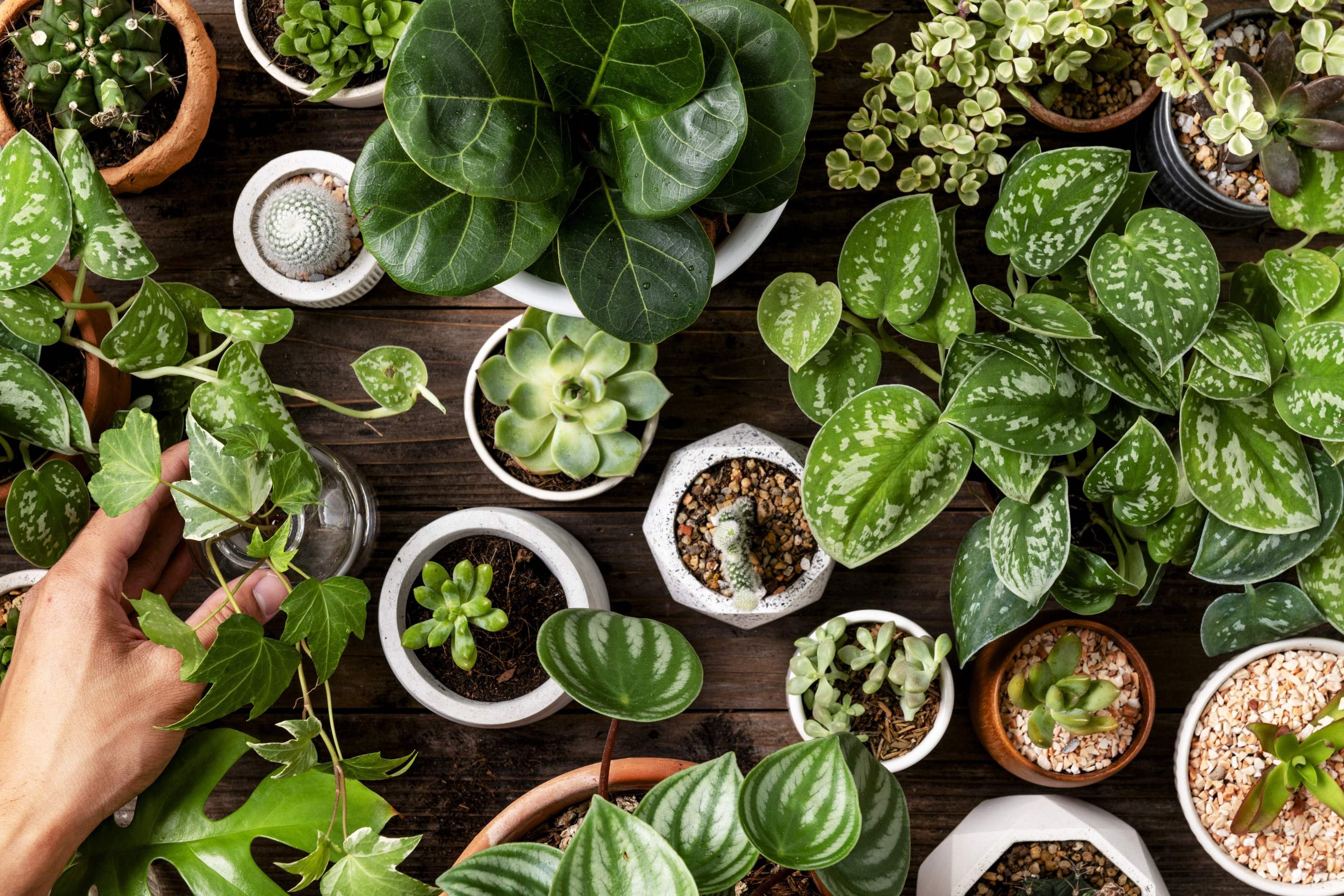 Feng Shui no escritório: 5 plantas para atrair sucesso e prosperidade