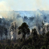 Aceiro é feito na mata da Floresta Nacional para combater futuros incêndios -  (crédito:  Marcelo Ferreira/CB/D.A Press)
