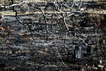 Crimes ambientais tem pena de reclusão de dois a quatro anos, além de multa - (crédito: Minervino Júnior/CB/D.A.Press) Crimes ambientais tem pena de reclusão de dois a quatro anos, além de multa - (crédito: Minervino Júnior/CB/D.A.Press)