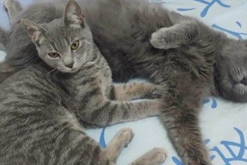 Aika e Kalia são as gatinhas da universitária Luanna: personalidades diferentes - (crédito: Arquivo pessoal) Aika e Kalia são as gatinhas da universitária Luanna: personalidades diferentes - (crédito: Arquivo pessoal)
