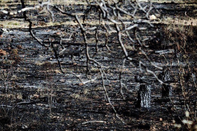 Crimes ambientais tem pena de reclusão de dois a quatro anos, além de multa - (crédito: Minervino Júnior/CB/D.A.Press) Crimes ambientais tem pena de reclusão de dois a quatro anos, além de multa - (crédito: Minervino Júnior/CB/D.A.Press)