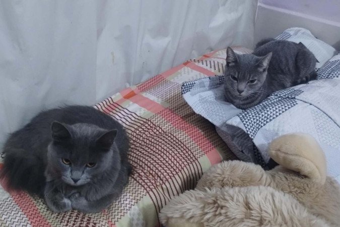 Aika e Kalia s&atilde;o as gatinhas da universit&aacute;ria Luanna: personalidades diferentes