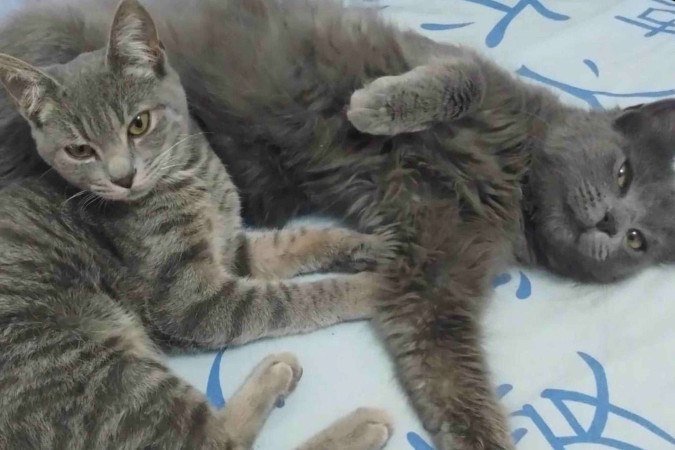 Aika e Kalia são as gatinhas da universitária Luanna: personalidades diferentes - (crédito: Arquivo pessoal) Aika e Kalia são as gatinhas da universitária Luanna: personalidades diferentes - (crédito: Arquivo pessoal)