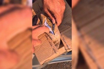 PCDF prende traficantes que atuavam no abastecimento de drogas para o DF -  (crédito: PCDF/Divulgação)