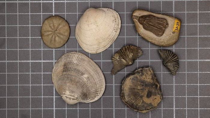 F&oacute;sseis de diferentes organismos marinhos, como os bivalves, revelam a seletividade da Grande Extin&ccedil;&atilde;o do Permiano-Tri&aacute;ssico -  (crédito: Sarah Leibovitz) -F&oacute;sseis de diferentes organismos marinhos, como os bivalves, revelam a seletividade da Grande Extin&ccedil;&atilde;o do Permiano-Tri&aacute;ssico -  (crédito: Sarah Leibovitz)
