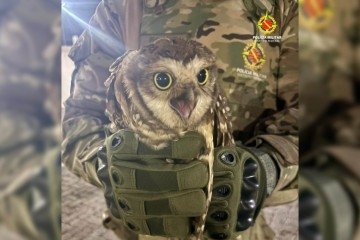 O animal foi encaminhado com urgência ao Hospital de Animais Silvestres (HFAUS) -  (crédito: Divulgação/PMDF)