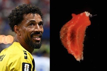 Espécie de molusco foi batizada em homenagem ao goleiro Vozinha - (crédito: AFP e Jesus Ortega) Espécie de molusco foi batizada em homenagem ao goleiro Vozinha - (crédito: AFP e Jesus Ortega)