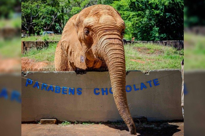 Em nota oficial, a Fundação Jardim Zoológico de Brasília condenou a atitude e destacou o perigo desse tipo de comportamento - (crédito: Reprodução/Agência Brasília ) Em nota oficial, a Fundação Jardim Zoológico de Brasília condenou a atitude e destacou o perigo desse tipo de comportamento - (crédito: Reprodução/Agência Brasília )