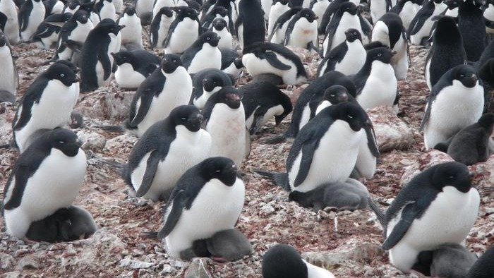 Pinguins-de-adélia, cujas colônias servem como indicadores das mudanças no ecossistema antártico, têm sua dieta estudada por satélites - (crédito: Michael Polito, UC Santa Cruz) Pinguins-de-adélia, cujas colônias servem como indicadores das mudanças no ecossistema antártico, têm sua dieta estudada por satélites - (crédito: Michael Polito, UC Santa Cruz)