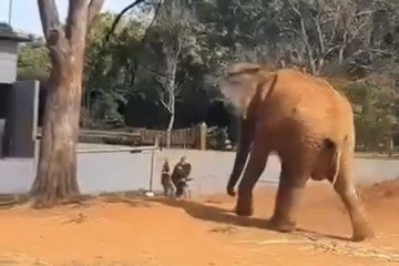 Vídeo registra momento em que mulher invade recinto de elefante no Zoológico - (crédito: Material cedido ao Correio) Vídeo registra momento em que mulher invade recinto de elefante no Zoológico - (crédito: Material cedido ao Correio)