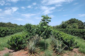Plantas de baru e de caf&eacute; s&atilde;o cultivadas em dois tipos de sistema, com disposi&ccedil;&otilde;es diferenciadas -  (crédito: Tadeu Graciolli)