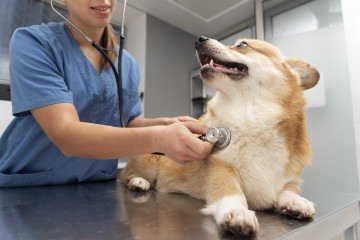 O check-up ajuda na prevenção de doenças - (crédito: Magnific) O check-up ajuda na prevenção de doenças - (crédito: Magnific)