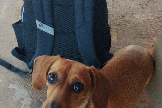 Bela, pet de Maria Eduarda 