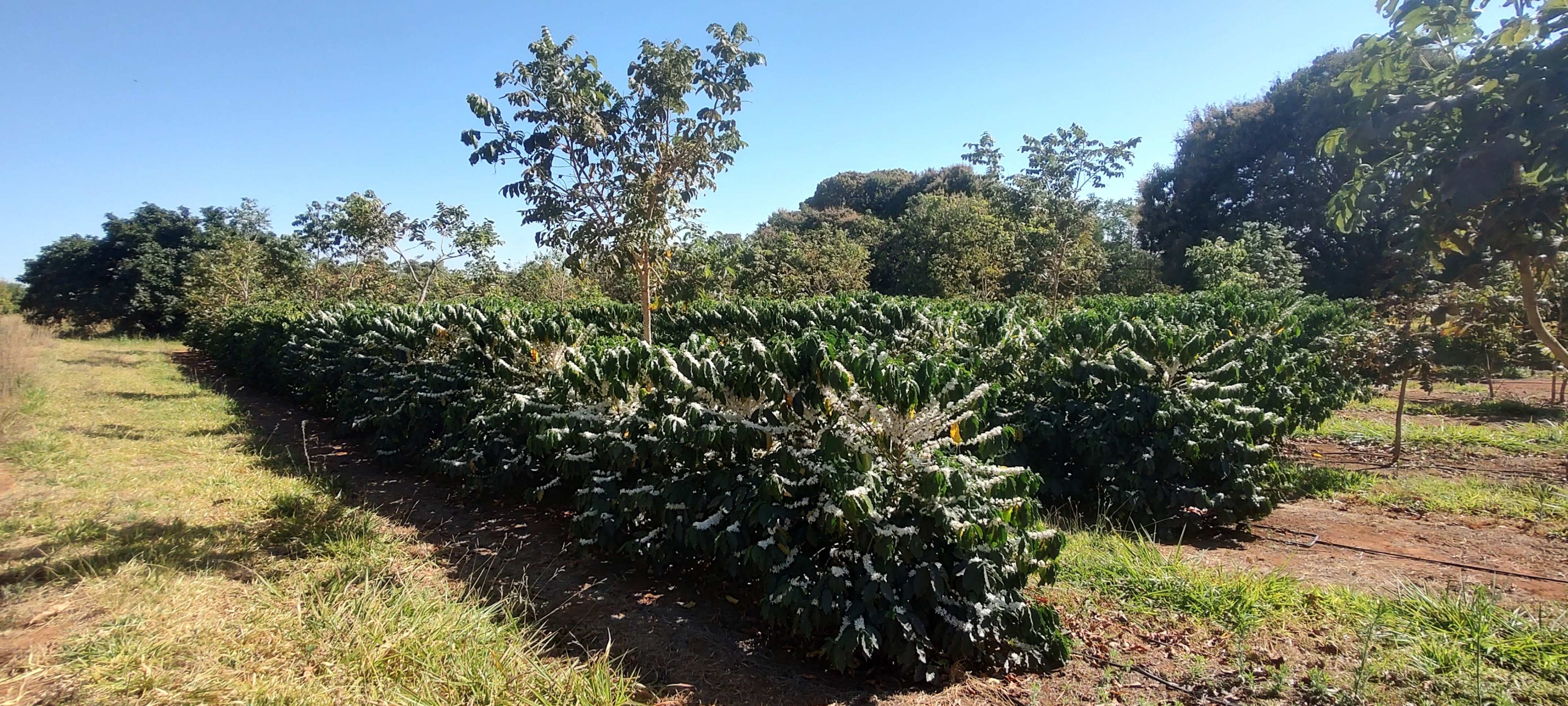 Sistema Filho &ndash; Fruticultura Integrada com Lavouras e Hortali&ccedil;as,