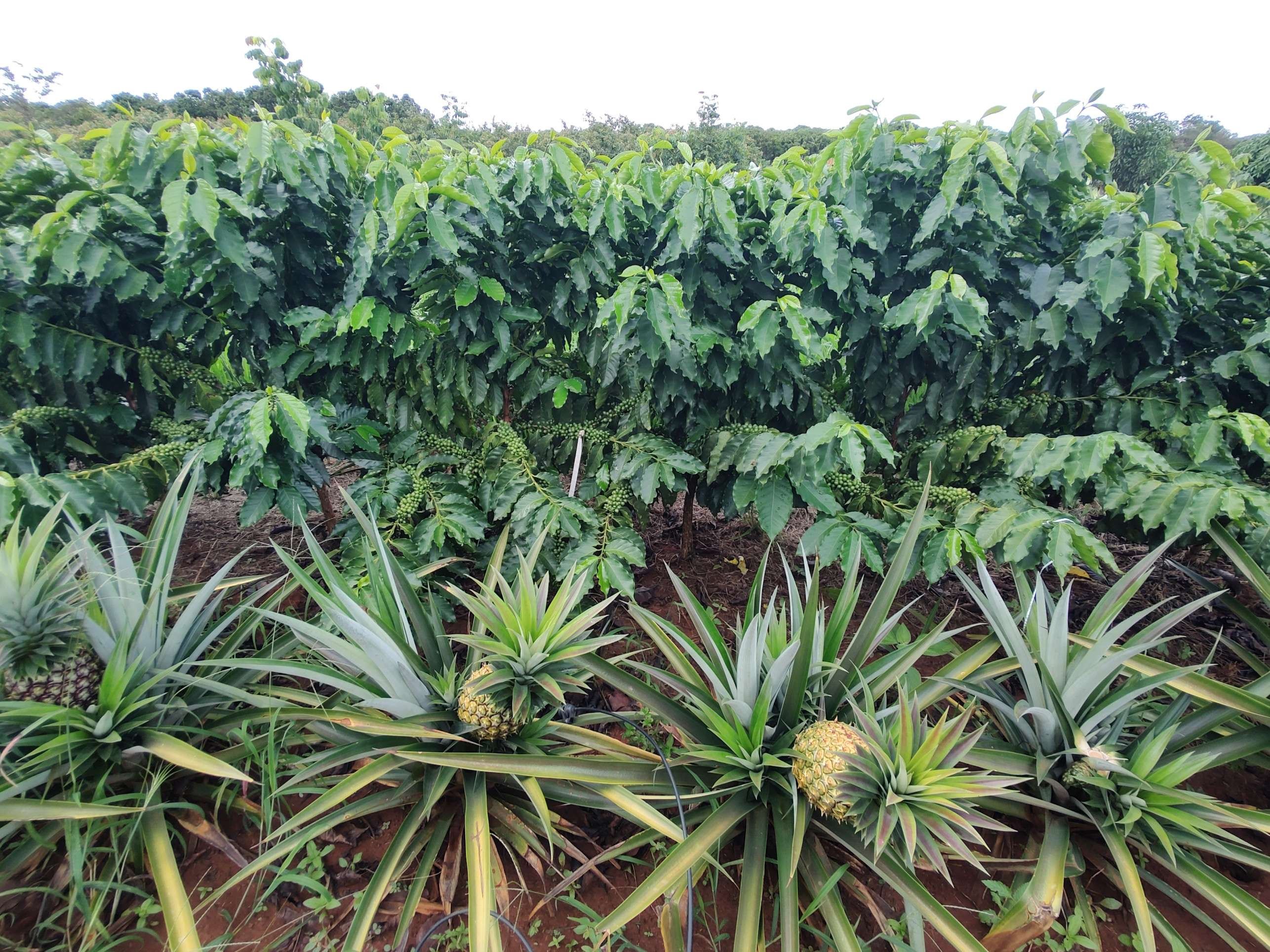 Sistema Filho &ndash; Fruticultura Integrada com Lavouras e Hortali&ccedil;as,