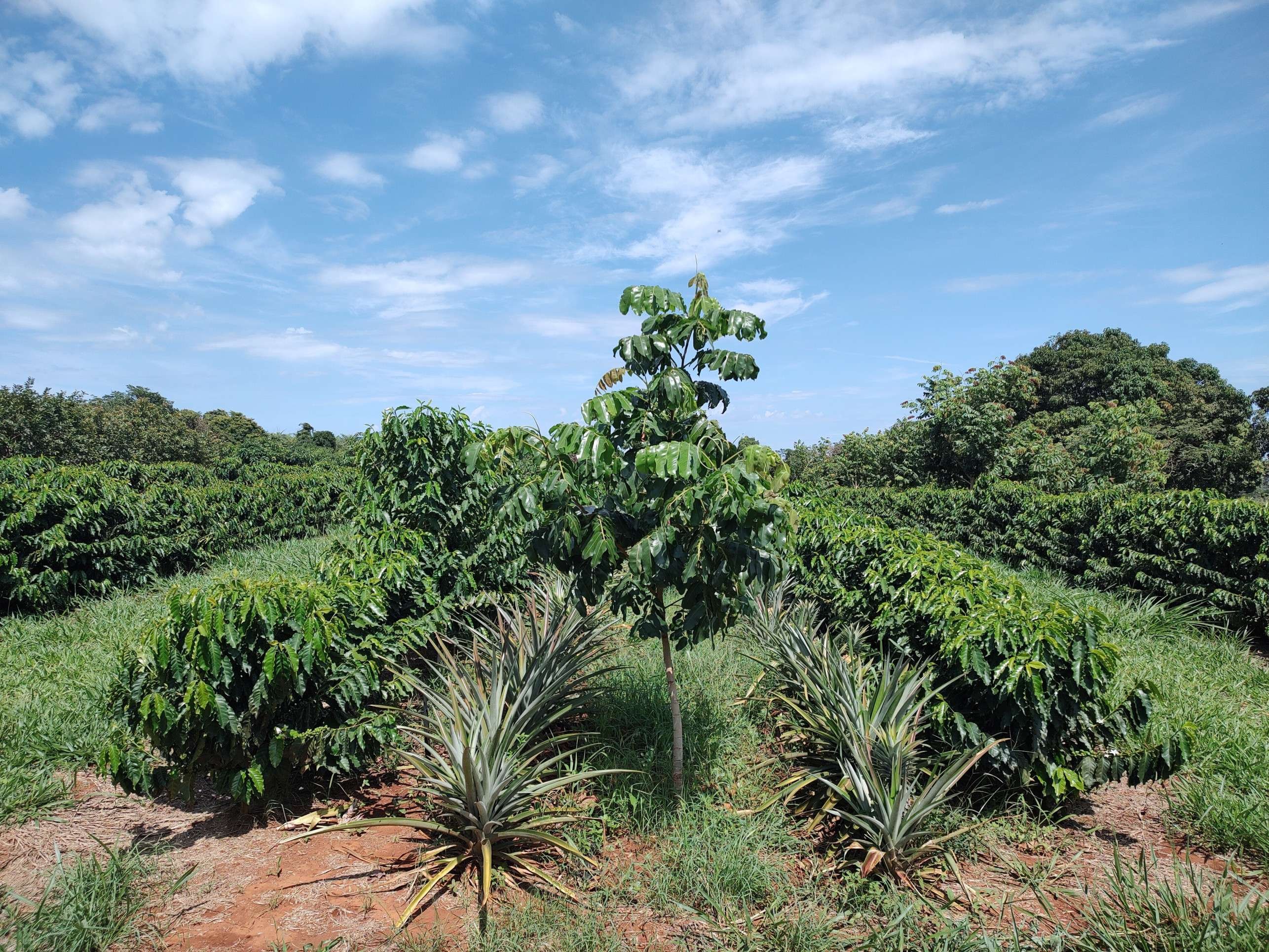 Plantas de baru e de caf&eacute; s&atilde;o cultivadas em dois tipos de sistema, com disposi&ccedil;&otilde;es diferenciadas