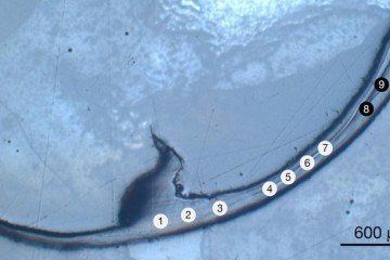 Pesquisadores analisaram a mandíbula do verme marinho Perinereis cultrifera para compreender as propriedades dos biometais - (crédito: Zelaya-Lainez et al) Pesquisadores analisaram a mandíbula do verme marinho Perinereis cultrifera para compreender as propriedades dos biometais - (crédito: Zelaya-Lainez et al)