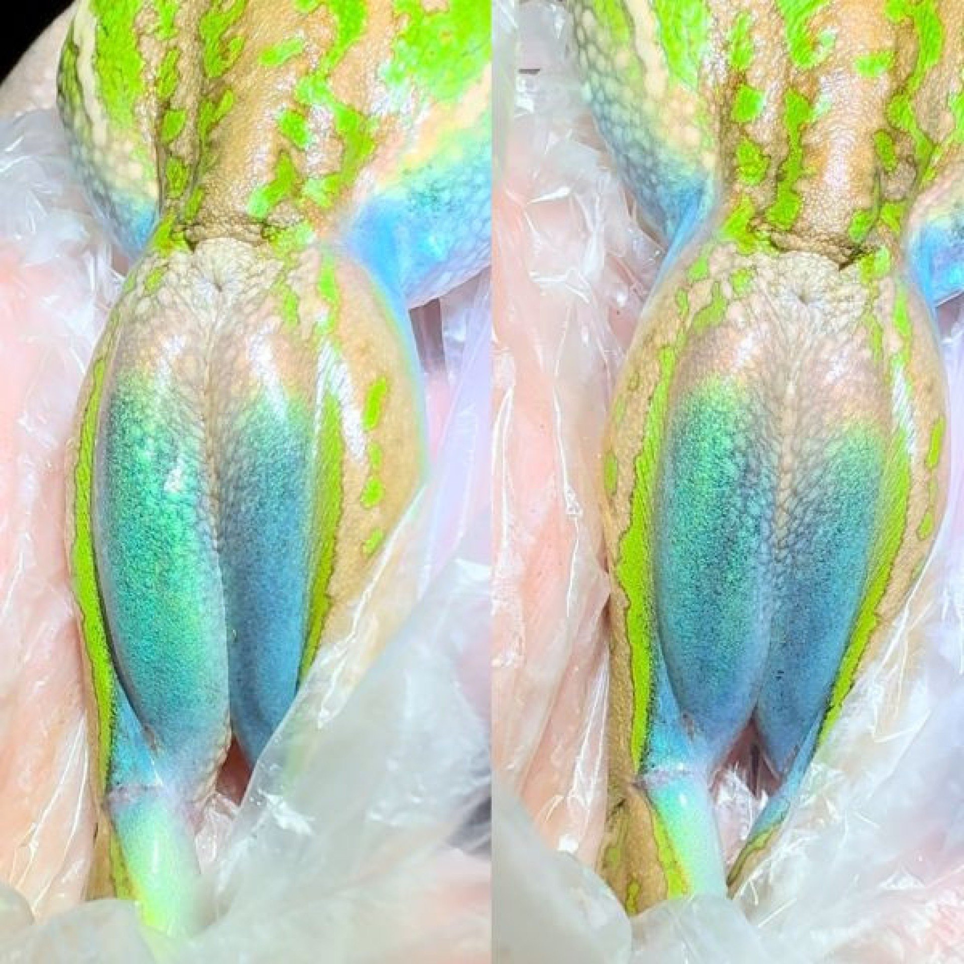 A parte interna da coxa de um sapo-sino verde e dourado adulto, mostrando a iridesc&ecirc;ncia em diferentes &acirc;ngulos 