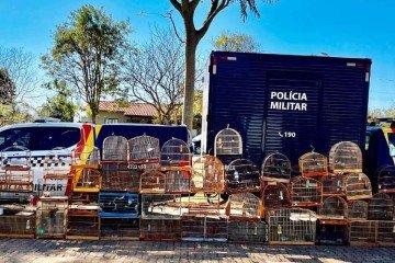 Criadouro clandestino é descoberto com 62 aves silvestres em Água Quente - (crédito: PMDF/Divulgação) Criadouro clandestino é descoberto com 62 aves silvestres em Água Quente - (crédito: PMDF/Divulgação)