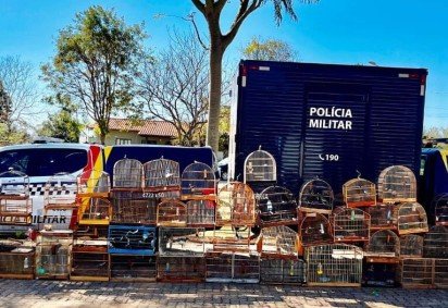 Criadouro clandestino é descoberto com 62 aves silvestres em Água Quente -  (crédito: PMDF/Divulgação) -Criadouro clandestino é descoberto com 62 aves silvestres em Água Quente -  (crédito: PMDF/Divulgação)