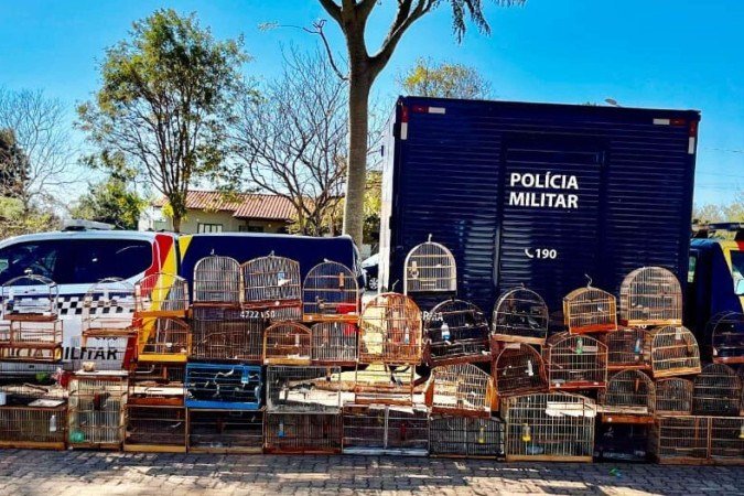 Criadouro clandestino é descoberto com 62 aves silvestres em Água Quente - (crédito: PMDF/Divulgação) Criadouro clandestino é descoberto com 62 aves silvestres em Água Quente - (crédito: PMDF/Divulgação)