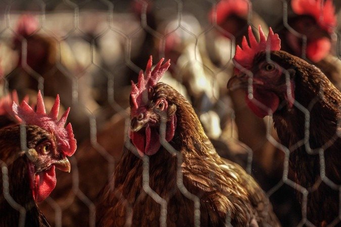 Tanto o frango quanto os ovos da Korin são produzidos por parceiros selecionados que passam por rigorosas auditorias - (crédito: Vitor Serrano/BBC) Tanto o frango quanto os ovos da Korin são produzidos por parceiros selecionados que passam por rigorosas auditorias - (crédito: Vitor Serrano/BBC)