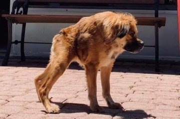 Tilly, spaniel tibetana de 7 anos com síndrome da coluna curta - (crédito: Reprodução/Instagram) Tilly, spaniel tibetana de 7 anos com síndrome da coluna curta - (crédito: Reprodução/Instagram)