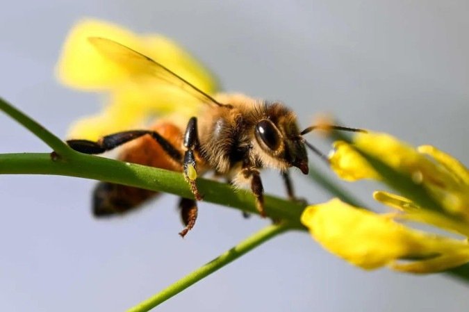 Indignação na França com lei que permite pesticidas prejudiciais às abelhas - (crédito: AFP) Indignação na França com lei que permite pesticidas prejudiciais às abelhas - (crédito: AFP)
