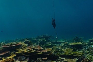 Cientistas retiram amostras em 48 regiões da Grande Barreira de Corais, na Austrália: ferramenta poderá ser empregada em outros ecossistemas marinhos -  (crédito: Neal Cantin/AIMS/Divulgação)