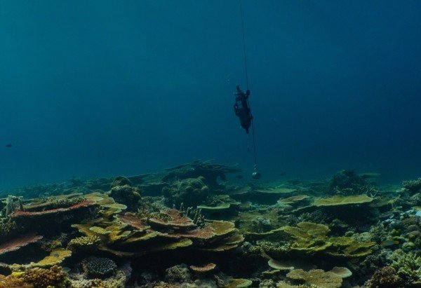 Cientistas retiram amostras em 48 regiões da Grande Barreira de Corais, na Austrália: ferramenta poderá ser empregada em outros ecossistemas marinhos -  (crédito: Neal Cantin/AIMS/Divulgação)