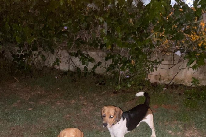 Billie e Bella brincavam só os dois no quintal. O ParCão foi uma alternativa para a socialização