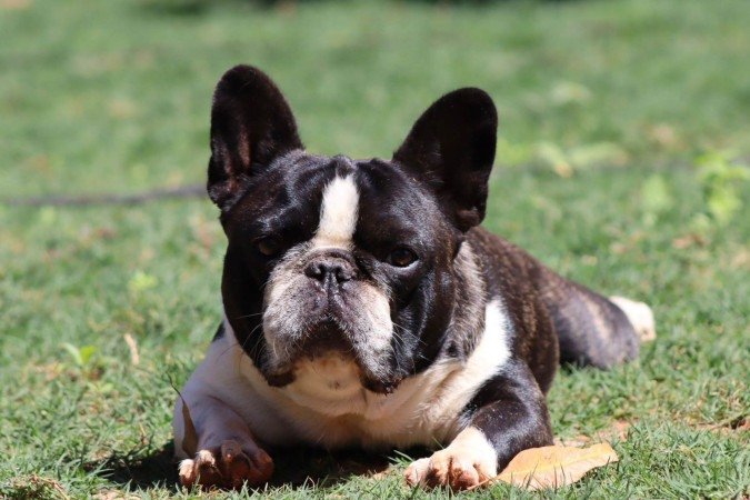 Athos desfila simpatia entre humanos e animais