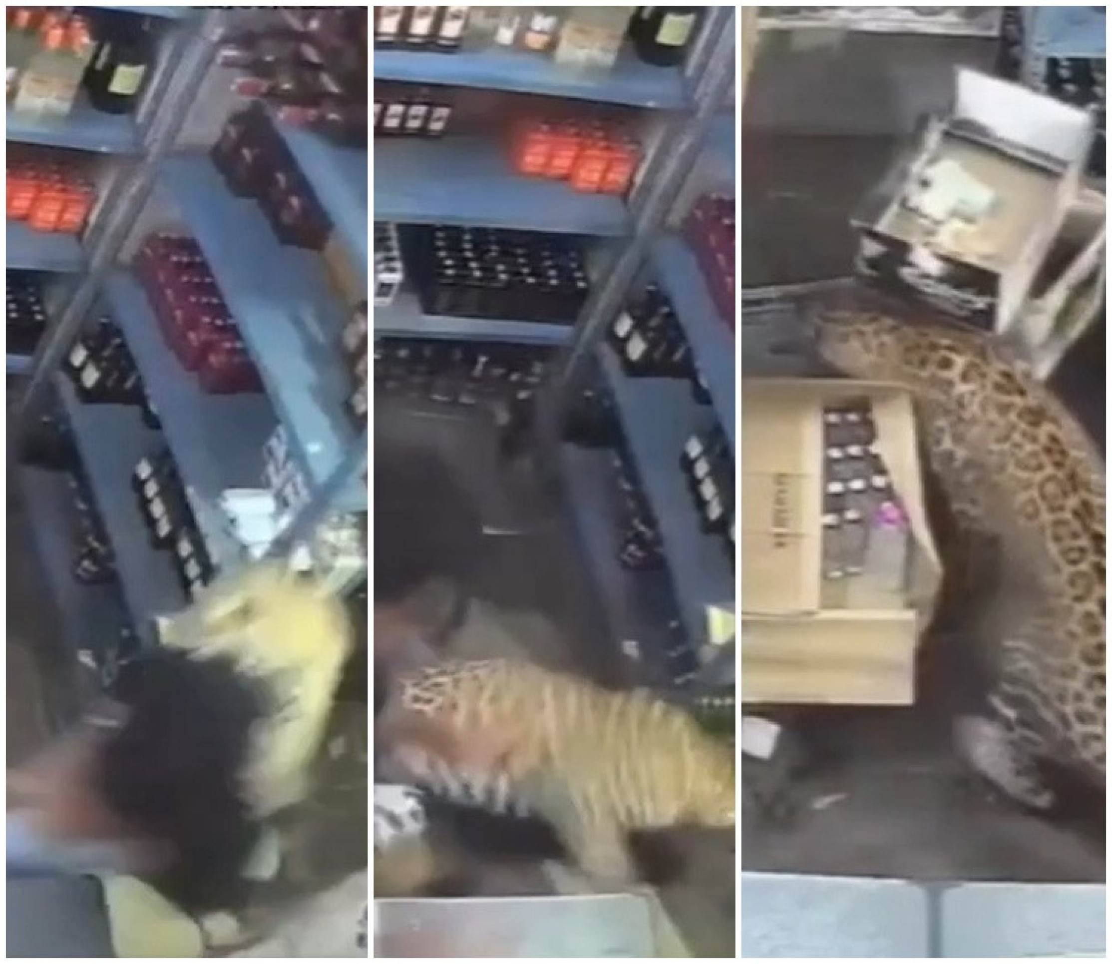 Leopardo entra em distribuidora e ataca vendedor