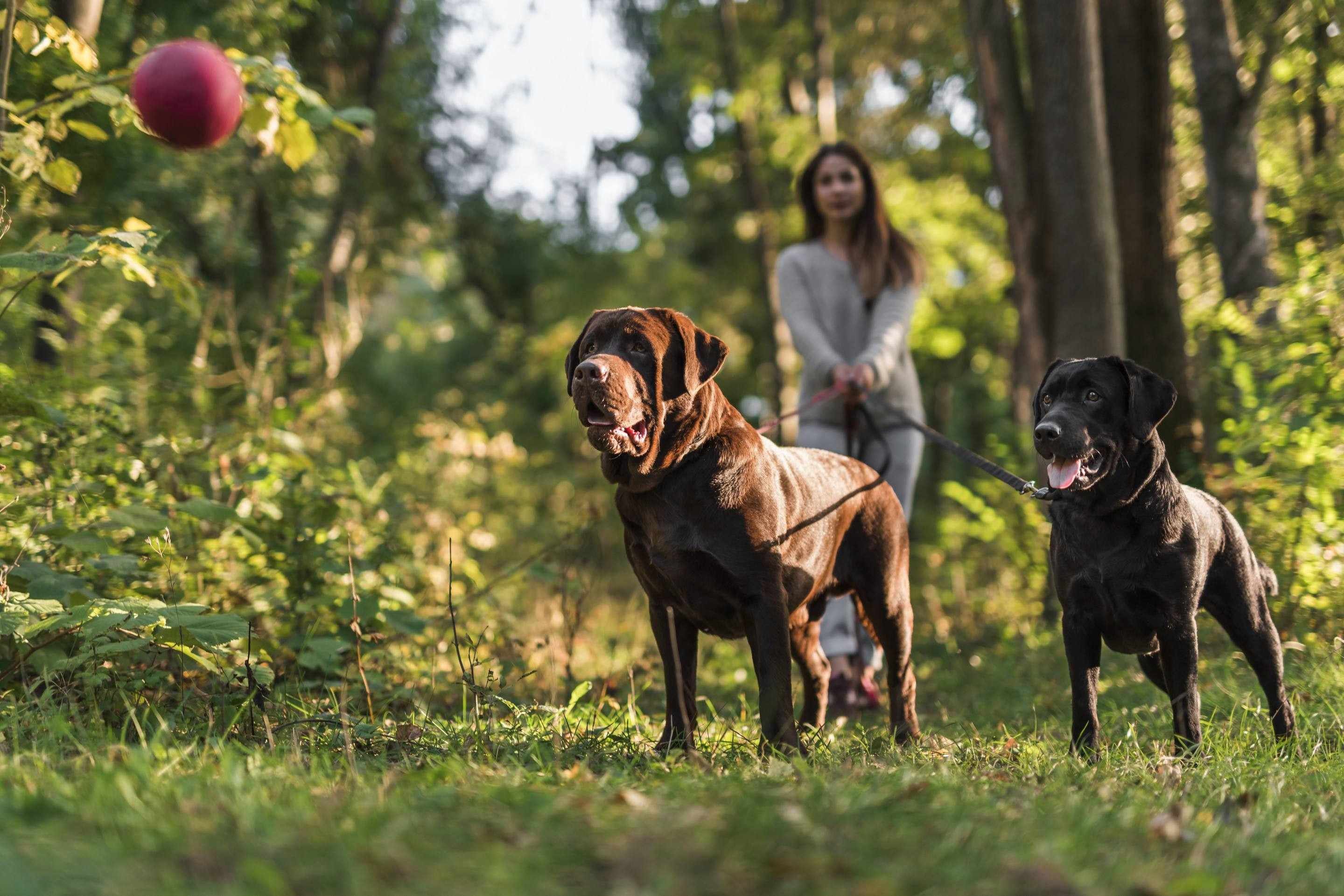 Entre afetos e brincadeiras: os parques caninos pelo Distrito Federal