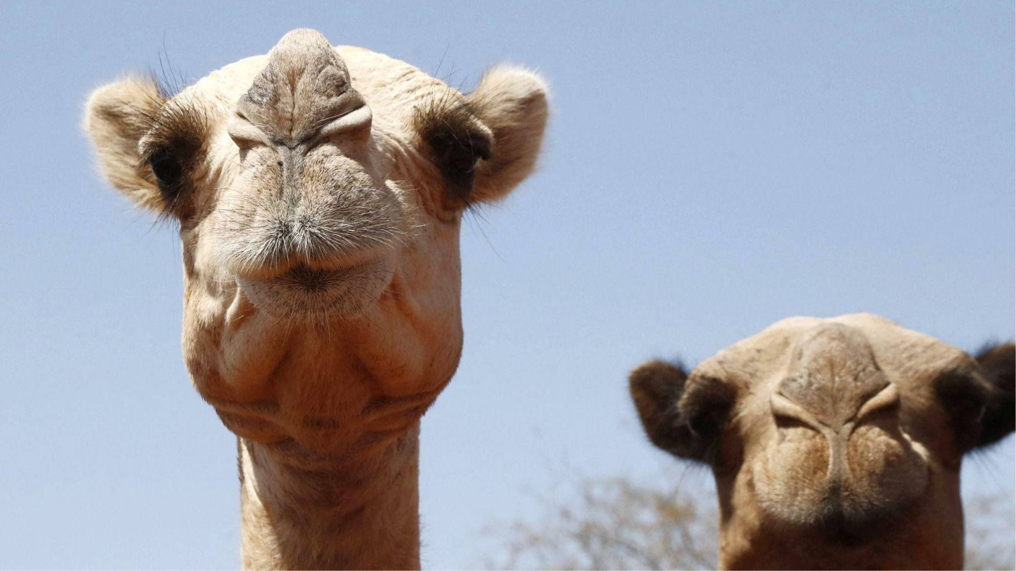 Nem eles aguentam: camelos africanos sofrem com calor excessivo no deserto