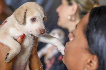 Cuidado e bem-estar animal são pilares do programa de castração gratuita de cães e gatos que abre 1.800 vagas no Distrito Federal - (crédito: Divulgação) Cuidado e bem-estar animal são pilares do programa de castração gratuita de cães e gatos que abre 1.800 vagas no Distrito Federal - (crédito: Divulgação)
