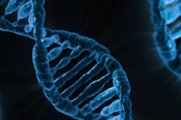 Na terapia de edição genética,
vetores levam para dentro das
células-alvo as ferramentas
para cortar e consertar o DNA - (crédito: Rawpixel/Divulgação ) Na terapia de edição genética,
vetores levam para dentro das
células-alvo as ferramentas
para cortar e consertar o DNA - (crédito: Rawpixel/Divulgação )
