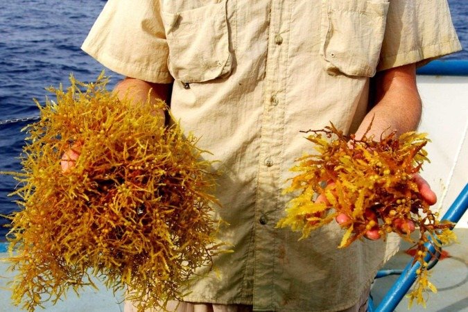 Alga considerada problema ambiental pode revolucionar indústria da beleza