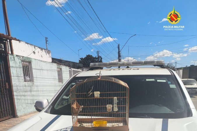 Aves silvestres são resgatadas de cativeiro ilegal em Ceilândia - (crédito: PMDF/Divulgação) Aves silvestres são resgatadas de cativeiro ilegal em Ceilândia - (crédito: PMDF/Divulgação)