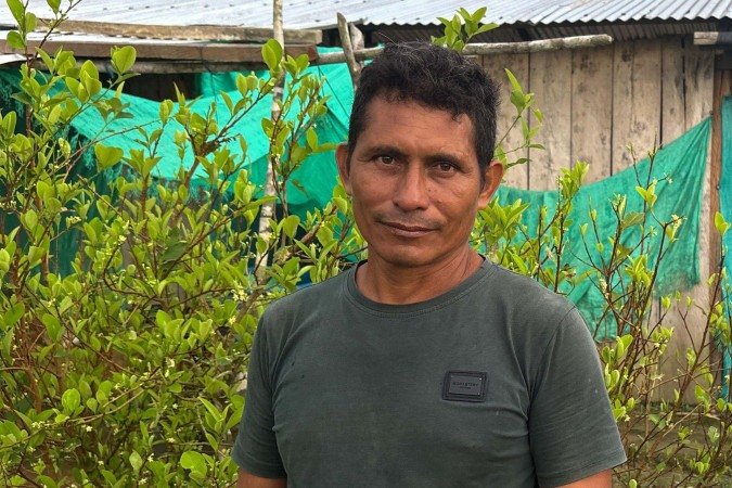 Folhas de coca, que podem ser processadas para produzir a droga cocaína - (crédito: BBC) Folhas de coca, que podem ser processadas para produzir a droga cocaína - (crédito: BBC)