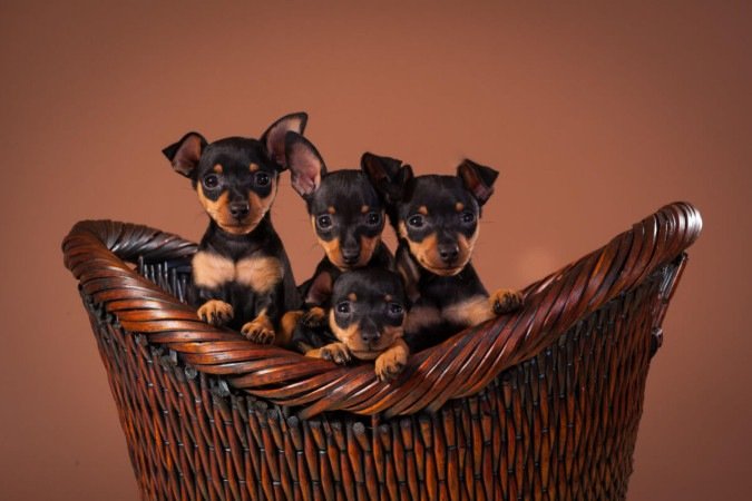 Nomes inspirados em personagens de filme, série ou desenho animado são perfeitos para refletir ou complementar a natureza cativante e vibrante do pinscher (Imagem: sw_photo | Shutterstock) - (crédito: EdiCase) Nomes inspirados em personagens de filme, série ou desenho animado são perfeitos para refletir ou complementar a natureza cativante e vibrante do pinscher (Imagem: sw_photo | Shutterstock) - (crédito: EdiCase)