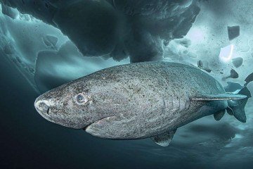 Tubarões-da-Groenlândia têm olhos que desafiam o envelhecimento -  (crédito: Alamy)