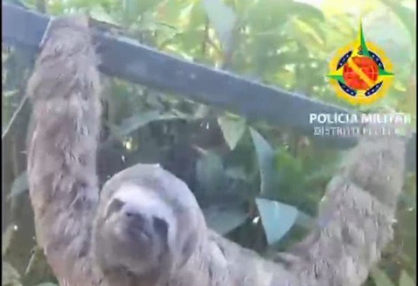CSC PMDF/ Divulgação