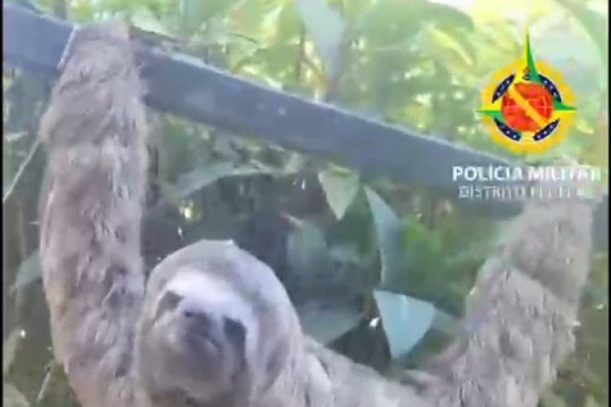 Bicho-preguiça voltou para a natureza, depois de análise do estado de saúde dele - (crédito: CSC PMDF/ Divulgação) Bicho-preguiça voltou para a natureza, depois de análise do estado de saúde dele - (crédito: CSC PMDF/ Divulgação)